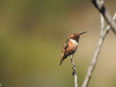 Allens hummingbird - Allens kolibrie
