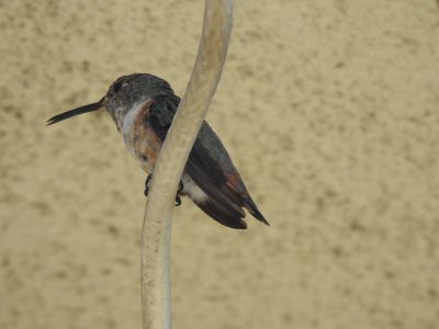 Allens hummingbird 1
