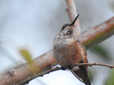 Annas hummingbird - Annas kolibrie
