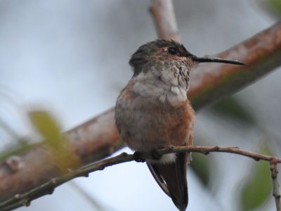 Allens hummingbird - Allen’s kolibrie 2
