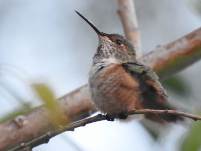Allens hummingbird - Allens kolibrie 3
