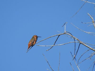 rufous hummingbird - rosse kolibrie 1
