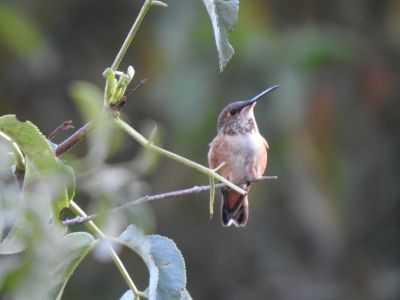 rufous hummingbird - rosse kolibrie 2
