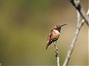 Allens_hummingbird_-_Allens_kolibrie.jpg