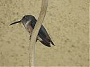 Allens_hummingbird_1.jpg