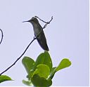 ruby-topaz_hummingbird_female.jpg