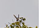 ruby-topaz_hummingbird_female_foraging.jpg