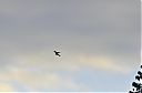 ruby-topaz_hummingbird_flying.jpg