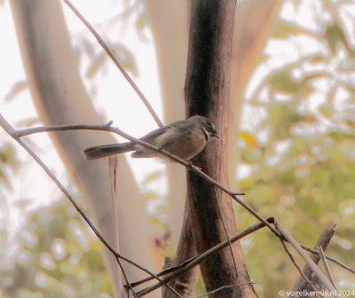 Grijze waaierstaart - Rhipidura albiscapa - Grey fantail
