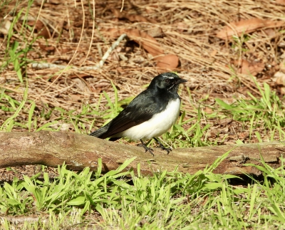 Tuinwaaierstaart - Rhipidura leucophrys - Willie wagtail
