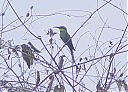 swallow-tailed_bee-eater.jpg
