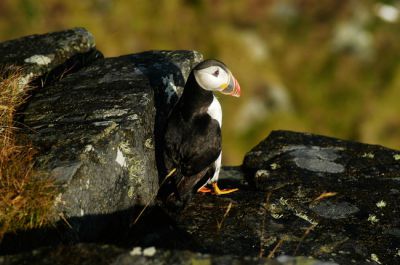 Papegaaiduiker - Atlantic puffin - Fratercula arctica
Keywords: Atlantic puffin;Fratercula arctica