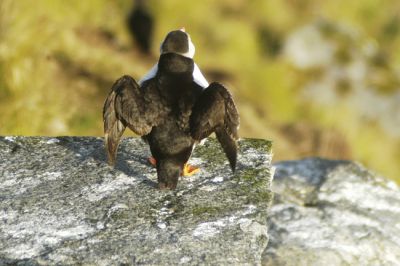 Papegaaiduiker - Atlantic puffin - Fratercula arctica
Keywords: Atlantic puffin;Fratercula arctica