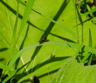 Vlinderstrikje - Pyrophaena rosarum
