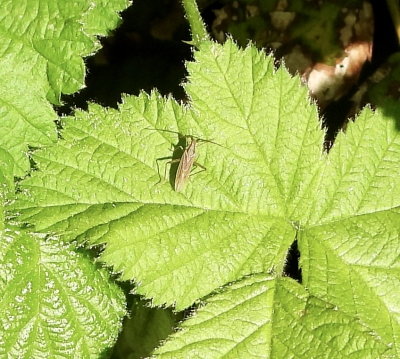 Gewone smallijf - Stenodema laevigata - Grass mirid bug
Blindwants soort
