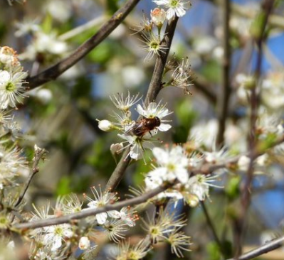 Wilgengitje - Cheilosia grossa - Greater Spring Blacklet

