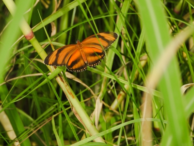 zebravlinder - Banded Orange Heliconian -  Dryadula phaetusa
