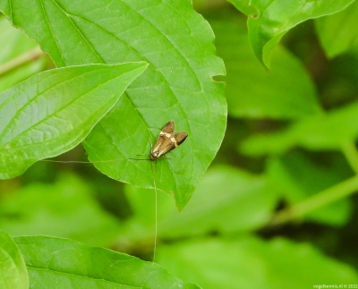 geelbandlangsprietmot - Nemophora degeerella
