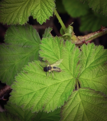 doornkaakzandbij -  Andrena trimmerana
