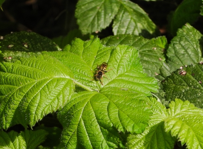 Donkere wespbij - Nomada marshamella - Marsham’s nomad bee
