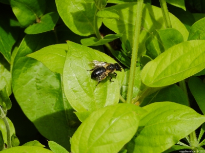 Meidoornzandbij - Andrena scotica
