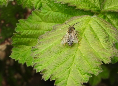 Grasbij - Andrena flavipes - Yellow-legged Mining Bee
