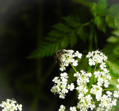 Fluitenkruidbij - Andrena proxima
