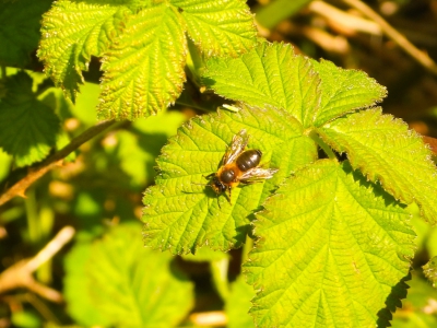 Meidoornzandbij - Andrena scotica
