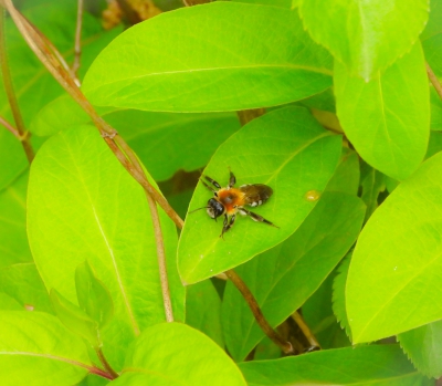  viltvlekzandbij - Andrena nitida - Grey-patched Mining Bee
