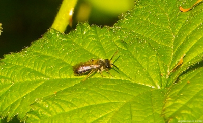 Wimperflankzandbij - Andrena dorsata- Short-fringed Mining Bee
