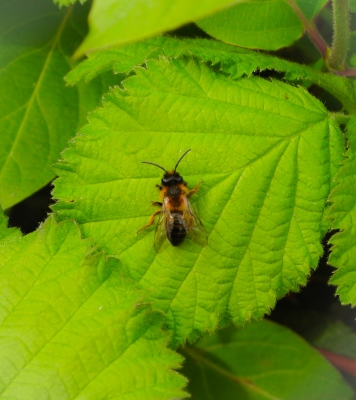 Zwartbronzen zandbij - Andrena nigroaenea - Buffish mining bee
