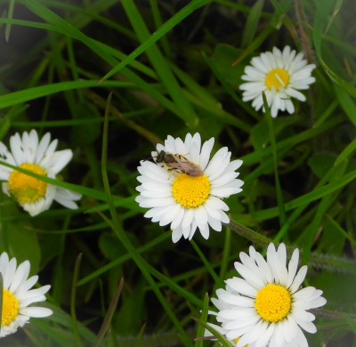 Roodpotige groefbij - Halictus rubicundus - orange-legged furrow bee
