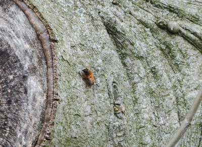 Rosse metselbij - Osmia bicornis - red mason bee
