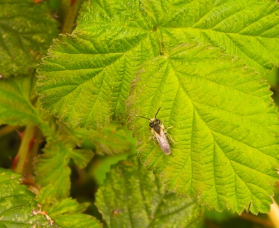 Roodgatje - Andrena haemorrhoa - Orange tailed mining bee

