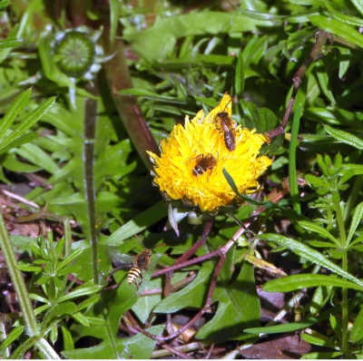 Roodgatje - Andrena haemorrhoa - Orange tailed mining bee
bovenste insekt, upper insect
