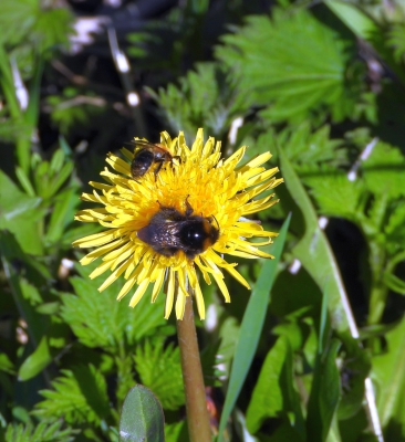 Weidehommel - Bombus pratorum - Early-nesting bumblebee
