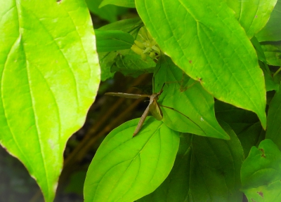 Kool-langpootmug - Tipula oleracea
