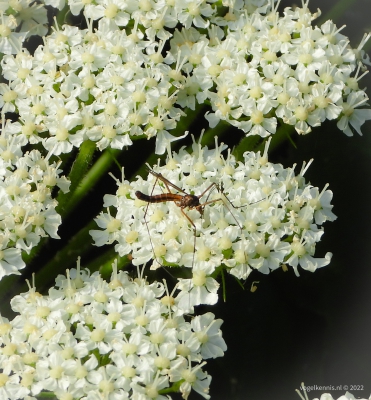 Zwarte langpootmug - Nigrotipula nigra
