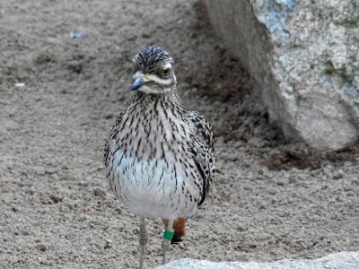 Kaapse griel - Spotted Thick-knee - Burhinus capensis
Keywords: Kaapse griel;Burhinus capensis