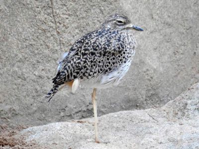 Kaapse griel - Spotted Thick-knee - Burhinus capensis
