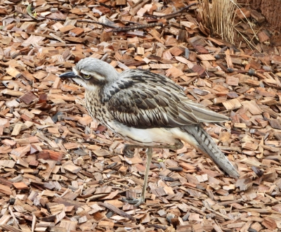 Australische griel - Burhinus grallarius - Bush stone-curlew
