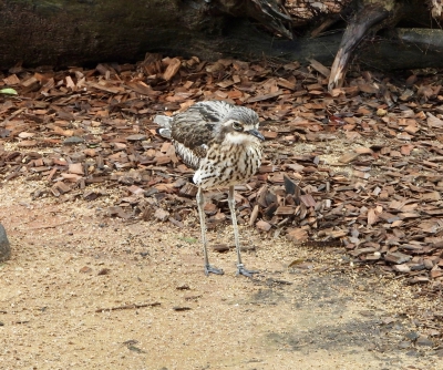 Australische griel - Burhinus grallarius - Bush stone-curlew
