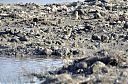 Golden_Plover_Thick_knee_and_lapwings.jpg