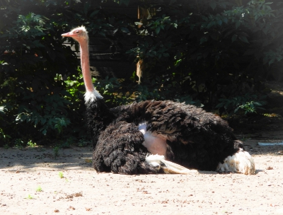 struisvogel - ostrich (Struthio camelus)
