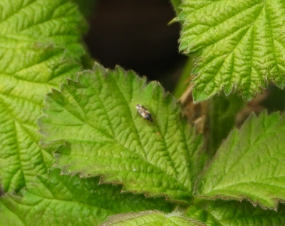 gewone bloemwants - Anthocoris nemorum - common flower bug
