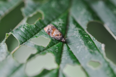 zomerbladroller (Ditula angustiorana)
