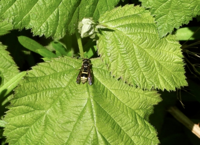 Potterbakker wesp (?) - Ancistrocerus gazella - European tube wasp
