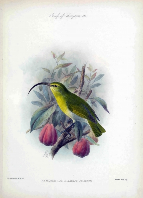 Akiaola Oahu - Hemignathus ellisiana
