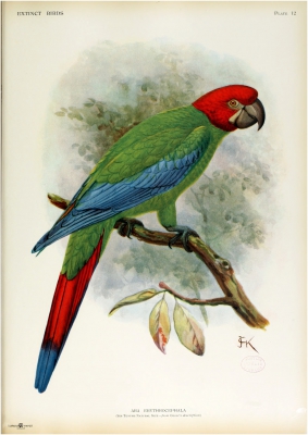 Ara erythrocephalus
