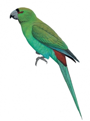 Black-fronted Parakeet
